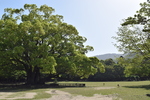 木のおおきさとおなじだけの沈黙〜長田弘の詩「大きな木」（『深呼吸の必要』所収「大きな木」から）〜