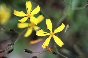 子ともから大人へのなり方〜茨木のり子の詩「汲む」〜