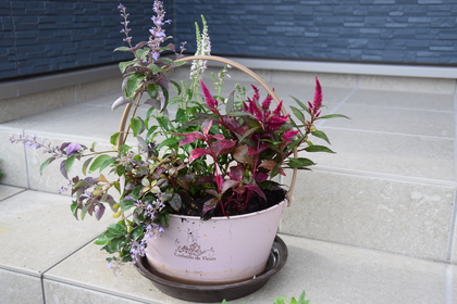 「犬も歩けば」