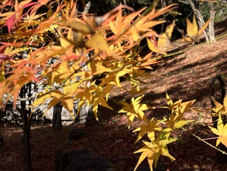 「素晴らしいものは〜「折々のことば」鷲田清一　＃3503〜」