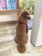 ワンコに服を着せるべきか？