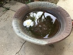 とげの上を歩く〜中桐雅夫の詩「足と心」〜