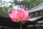神という字は「ネコ＋１」〜折々のことば・鷲田清一＃1793〜