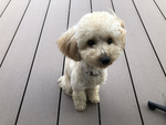 里子に出された「さら」のその後