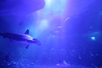 「不登校」のそのあとは？